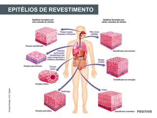 EPITÉLIOS DE REVESTIMENTOEduardoBorges,2012.Digital.
 