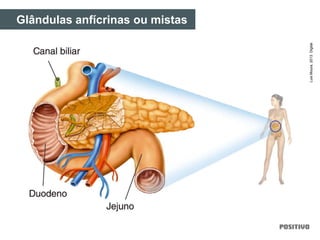 Glândulas anfícrinas ou mistas
LuisMoura,2013.Digital.
 