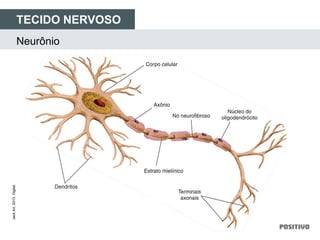 TECIDO NERVOSO
Neurônio
JackArt,2013.Digital.
 