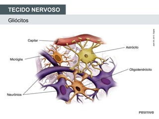 TECIDO NERVOSO
Gliócitos
JackArt,2013.Digital.
 