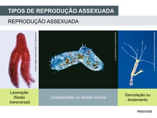 TIPOS DE REPRODUÇÃO ASSEXUADA
Laceração
(fissão
transversal)
Cissiparidade ou divisão binária
Gemulação ou
brotamento
REPRODUÇÃO ASSEXUADA
©GettyImages/VisualsUnlimited,Inc./ScienceVU
©LatinStock/SPL/LAGUNADESIGN
©LatinStock/VisualsUnlimited/CarolinaBiological
 