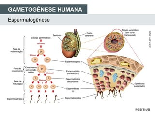 Espermatogênese
GAMETOGÊNESE HUMANA
JackArt,2011.Digital.
 