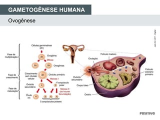 Ovogênese
GAMETOGÊNESE HUMANA
JackArt.2011.Digital
 
