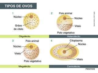 TIPOS DE OVOS
Megalécito Centrolécito
Oligolécito Heterolécito
RaphaelMartins,2009.Digital.
 