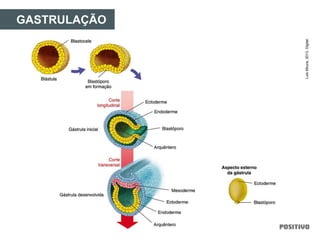 GASTRULAÇÃO
LuisMoura,2013.Digital.
 