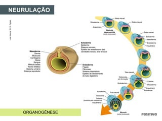 NEURULAÇÃO
ORGANOGÊNESE
LuisMoura,2013.Digital.
 