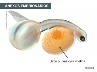 ANEXOS EMBRIONÁRIOS
Saco ou vesícula vitelina
LatinStock/MindenPictures/IngoArndt
 