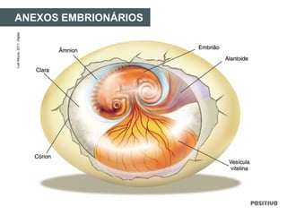 ANEXOS EMBRIONÁRIOSLuisMoura,2011.Digital.
 