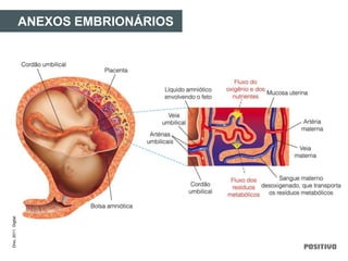 ANEXOS EMBRIONÁRIOS
Divo,2011.Digital.
 
