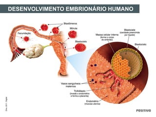 DESENVOLVIMENTO EMBRIONÁRIO HUMANO
Divo,2011.Digital.
 