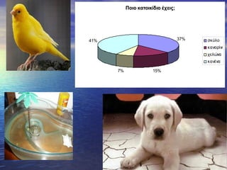 Ποιο κατοικίδιο έχεις;
37%
15%7%
41% σκύλο
καναρίνι
χελώνα
κανένα
 