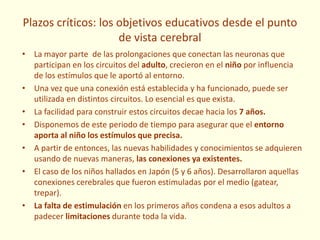 Plazos críticos: los objetivos educativos desde el punto
de vista cerebral
• La mayor parte de las prolongaciones que conectan las neuronas que
participan en los circuitos del adulto, crecieron en el niño por influencia
de los estímulos que le aportó al entorno.
• Una vez que una conexión está establecida y ha funcionado, puede ser
utilizada en distintos circuitos. Lo esencial es que exista.
• La facilidad para construir estos circuitos decae hacia los 7 años.
• Disponemos de este periodo de tiempo para asegurar que el entorno
aporta al niño los estímulos que precisa.
• A partir de entonces, las nuevas habilidades y conocimientos se adquieren
usando de nuevas maneras, las conexiones ya existentes.
• El caso de los niños hallados en Japón (5 y 6 años). Desarrollaron aquellas
conexiones cerebrales que fueron estimuladas por el medio (gatear,
trepar).
• La falta de estimulación en los primeros años condena a esos adultos a
padecer limitaciones durante toda la vida.
 