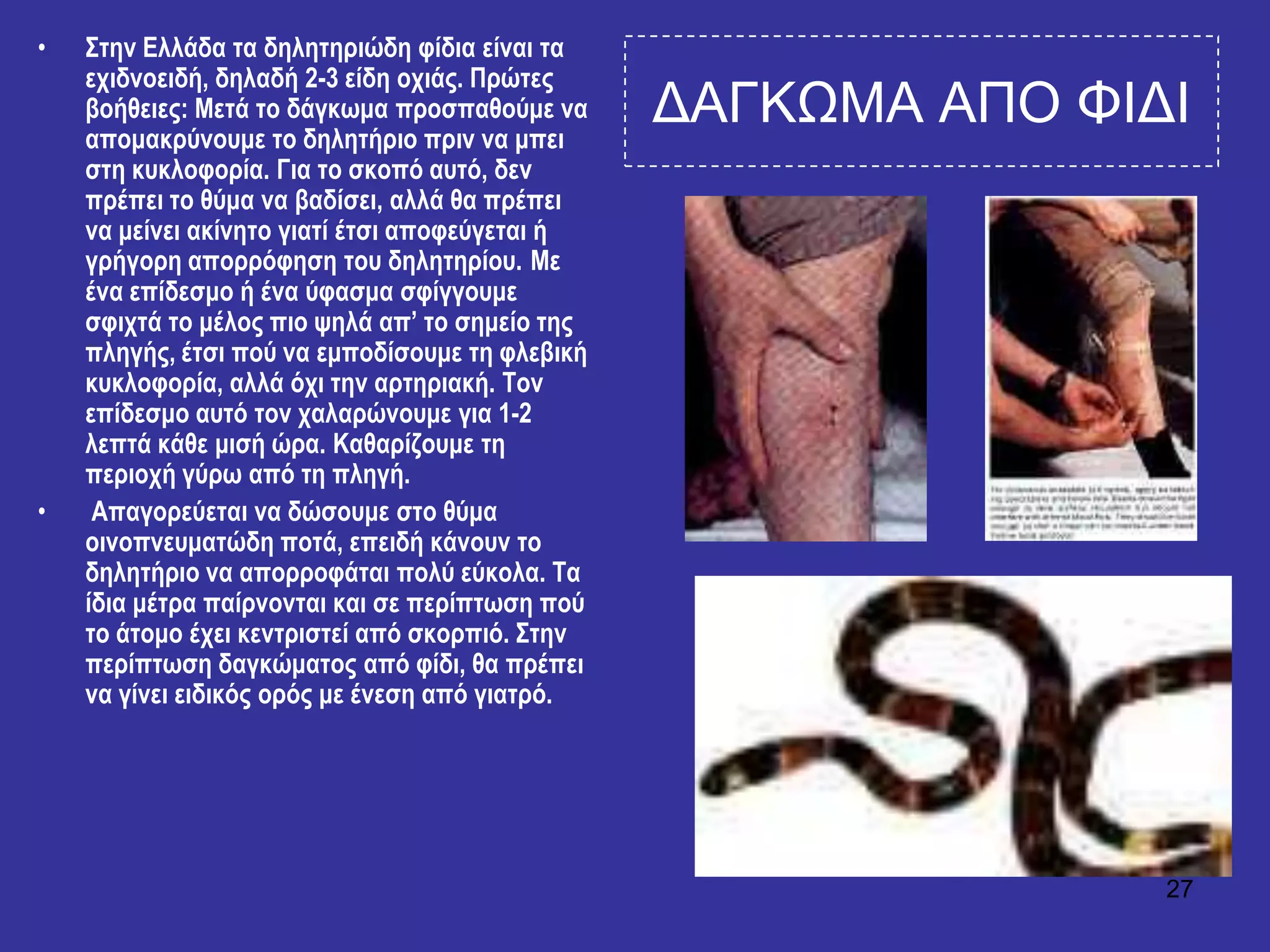 27
ΓΑΓΚΧΜΑ ΑΠΟ ΦΙΓΙ
• ΢ηελ Ειιάδα ηα δειεηεξηώδε θίδηα είλαη ηα
ερηδλνεηδή, δειαδή 2-3 είδε νρηάο. Πξώηεο
βνήζεηεο: Μεηά ην δάγθσκα πξνζπαζνύκε λα
απνκαθξύλνπκε ην δειεηήξην πξηλ λα κπεη
ζηε θπθινθνξία. Γηα ην ζθνπό απηό, δελ
πξέπεη ην ζύκα λα βαδίζεη, αιιά ζα πξέπεη
λα κείλεη αθίλεην γηαηί έηζη απνθεύγεηαη ή
γξήγνξε απνξξόθεζε ηνπ δειεηεξίνπ. Με
έλα επίδεζκν ή έλα ύθαζκα ζθίγγνπκε
ζθηρηά ην κέινο πην ςειά απ’ ην ζεκείν ηεο
πιεγήο, έηζη πνύ λα εκπνδίζνπκε ηε θιεβηθή
θπθινθνξία, αιιά όρη ηελ αξηεξηαθή. Σνλ
επίδεζκν απηό ηνλ ραιαξώλνπκε γηα 1-2
ιεπηά θάζε κηζή ώξα. Καζαξίδνπκε ηε
πεξηνρή γύξσ από ηε πιεγή.
• Απαγνξεύεηαη λα δώζνπκε ζην ζύκα
νηλνπλεπκαηώδε πνηά, επεηδή θάλνπλ ην
δειεηήξην λα απνξξνθάηαη πνιύ εύθνια. Σα
ίδηα κέηξα παίξλνληαη θαη ζε πεξίπησζε πνύ
ην άηνκν έρεη θεληξηζηεί από ζθνξπηό. ΢ηελ
πεξίπησζε δαγθώκαηνο από θίδη, ζα πξέπεη
λα γίλεη εηδηθόο νξόο κε έλεζε από γηαηξό.
 