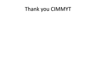 Thank you CIMMYT
 