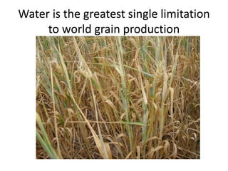 Water is the greatest single limitation
to world grain production
 