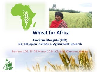 Wheat for Africa
Fentahun Mengistu (PhD)
DG, Ethiopian Institute of Agricultural Research
Borlaug 100, 25-28 March 2014, Ciudad, Obregon,Mexico
 