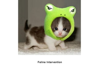 Feline Intervention
 