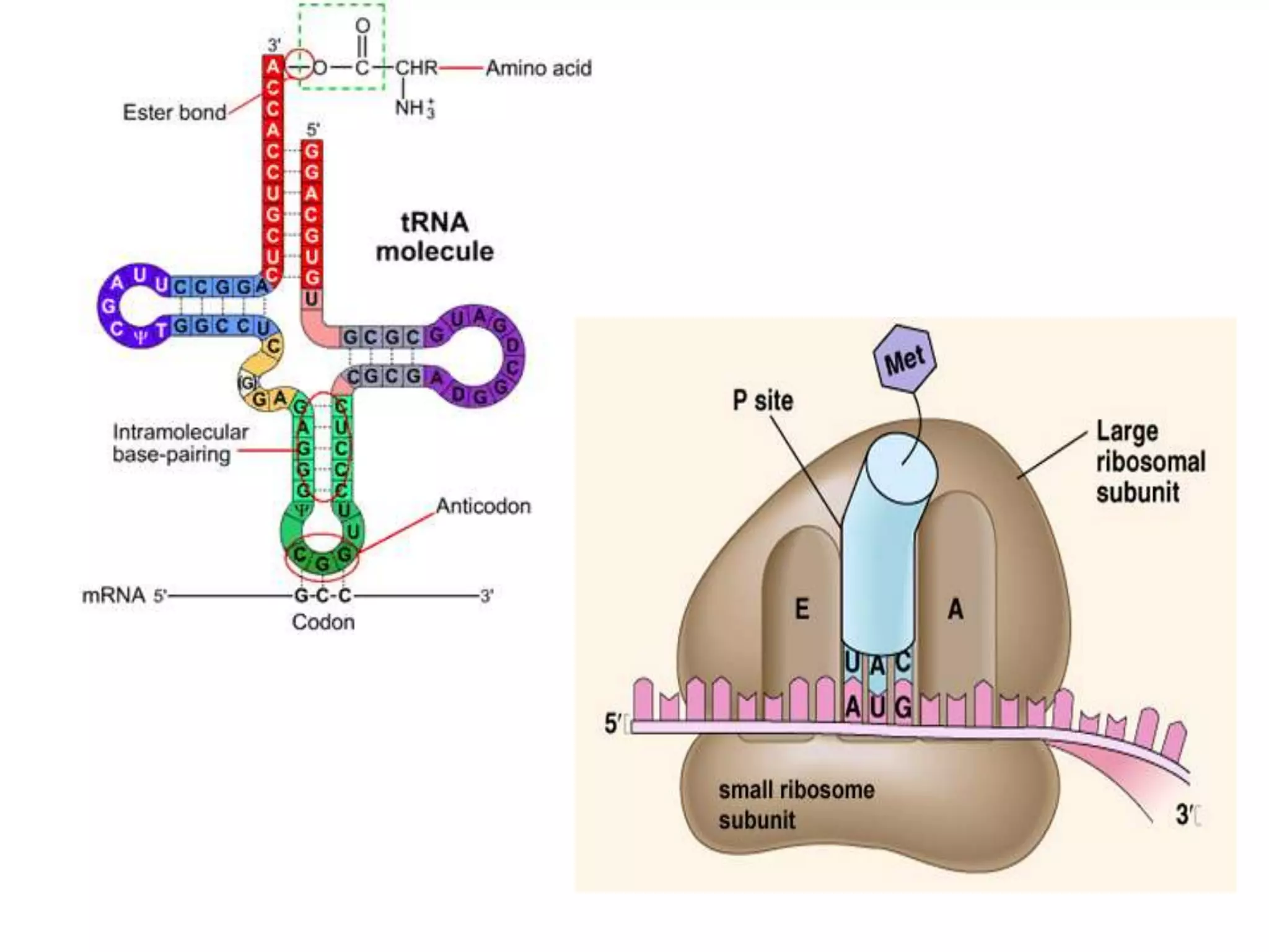 2. protein synthesis student | PPT