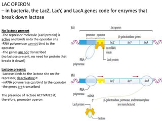 LAC OPERON
– in bacteria, the LacZ, LacY, and LacA genes code for enzymes that
break down lactose
No lactose present
-The repressor molecule (Lacl protein) is
active and binds onto the operator site
-RNA polymerase cannot bind to the
operator
-The genes are not transcribed
(no lactose present, no need for protein that
breaks it down!)
Lactose present:
-Lactose binds to the lactose site on the
repressor, deactivating it
-mRNA polymerase can bind to the operator
-the genes are transcribed
The presence of lactose ACTIVATES it;
therefore, promoter operon
 