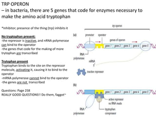 TRP OPERON
– in bacteria, there are 5 genes that code for enzymes necessary to
make the amino acid tryptophan
*Inhibitor; presence of the thing (trp) inhibits it
No tryptophan present:
-the repressor is inactive, and nRNA polymerase
can bind to the operator
-the genes that code for the making of more
trytophan are transcribed
Trytophan present
Tryptophan binds to the site on the repressor
molecule, activating it, causing it to bind to the
operator
-mRNA polymerase cannot bind to the operator
-the genes are not transcribed
Questions: Page 258
REALLY GOOD QUESTIONS!! Do them, faggot~
 