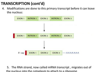 TRANSCRIPTION (cont’d)
4. Modifications are done to this primary transcript before it can leave
the nucleus:
5. The RNA strand, now called mRNA transcript , migrates out of
 