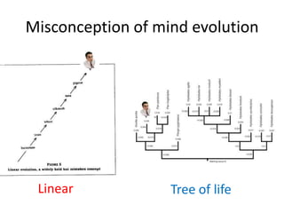 Misconception of mind evolution
Linear Tree of life
 