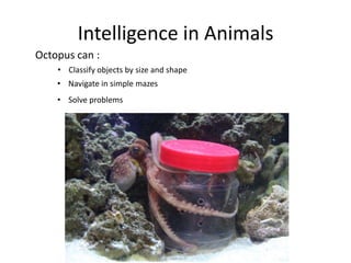 Intelligence in Animals
Octopus can :
• Classify objects by size and shape
• Navigate in simple mazes
• Solve problems
 