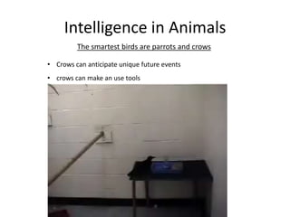 Intelligence in Animals
The smartest birds are parrots and crows
• crows can make an use tools
• Crows can anticipate unique future events
 