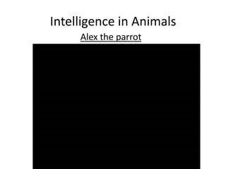 Intelligence in Animals
Alex the parrot
 