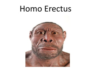 Homo Erectus
 
