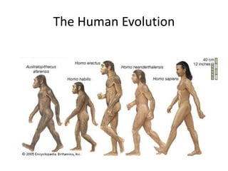 The Human Evolution
 