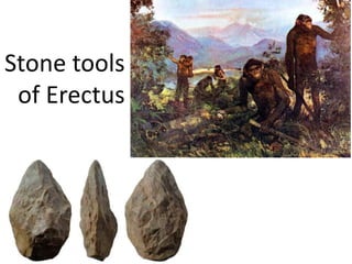 Stone tools
of Erectus
 