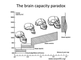 The brain capacity paradox
 