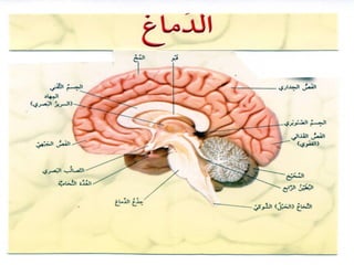 :‫مصادرها‬:‫مصادرها‬
‫أيسرها‬ ‫التوضيحية‬ ‫الرسوم‬ ‫مصادر‬ ‫أهم‬ ‫ومن‬‫أيسرها‬ ‫التوضيحية‬ ‫الرسوم‬ ‫مصادر‬ ‫أهم‬ ‫ومن‬
‫والمجل ت‬ ‫المدرسية‬ ‫وغير‬ ‫المدرسية‬ ‫الكتب‬ ‫للمدرس‬‫والمجل ت‬ ‫المدرسية‬ ‫وغير‬ ‫المدرسية‬ ‫الكتب‬ ‫للمدرس‬
. ‫والحكومية‬ ‫التجارية‬ ‫والنشرا ت‬. ‫والحكومية‬ ‫التجارية‬ ‫والنشرا ت‬
‫هذه‬ ‫من‬ ‫مجموعا ت‬ ‫عمل‬ ‫اليقظ‬ ‫المدرس‬ ‫ويستطيع‬‫هذه‬ ‫من‬ ‫مجموعا ت‬ ‫عمل‬ ‫اليقظ‬ ‫المدرس‬ ‫ويستطيع‬
. ‫اللزوم‬ ‫عند‬ ‫منها‬ ‫يلزم‬ ‫ما‬ ‫واستعمال‬ , ‫الرسوم‬. ‫اللزوم‬ ‫عند‬ ‫منها‬ ‫يلزم‬ ‫ما‬ ‫واستعمال‬ , ‫الرسوم‬
 