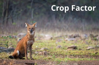 Crop Factor