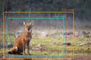 1.3x crop
1.5x crop1.6x crop