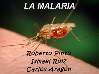 LA MALARIA
Roberto Pinto
Ismael Ruiz
Carlos Aragón
 