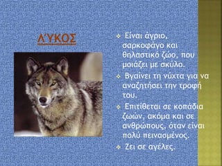  Είναι άγριο,
σαρκοφάγο και
θηλαστικό ζώο, που
μοιάζει με σκύλο.
 Βγαίνει τη νύχτα για να
αναζητήσει την τροφή
του.
 Επιτίθεται σε κοπάδια
ζωών, ακόμα και σε
ανθρώπους, όταν είναι
πολύ πεινασμένος.
 Ζει σε αγέλες.
 