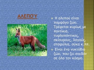  Η αλεπού είναι
παμφάγο ζώο.
Τρέφεται κυρίως με
ποντίκια,
τυφλοπόντικες,
σκίουρους, λαγούς,
σταφύλια, σύκα κ.λπ.
 Είναι ένα νυκτόβιο
ζώο, που ζει σχεδόν
σε όλο τον κόσμο.
 