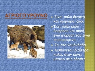  Είναι πολύ δυνατό
και γρήγορο ζώο.
 Έχει πολύ καλή
όσφρηση και ακοή,
ενώ η όραση του είναι
περιορισμένη.
 Ζει στα χαμόκλαδα.
 Αισθάνεται ιδιαίτερα
καλά, όταν κάνει
μπάνιο στις λάσπες.
 