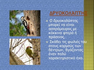  Ο δρυοκολάπτης
μπορεί να είναι
ασπρόμαυρος με
κόκκινα φτερά ή
πράσινος.
 Σκάβει τις φωλιές του
στους κορμούς των
δέντρων, βγάζοντας
έναν πολύ
χαρακτηριστικό ήχο.
 