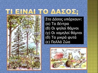Στο Δάσος υπάρχουν:
(α) Τα δέντρα
(β) Οι ψηλοί θάμνοι
(γ) Οι χαμηλοί θάμνοι
(δ) Τα μικρά φυτά
(ε) Πολλά Ζώα
 