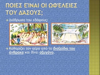  Διάβρωση του εδάφους:
 Καθαρίζει τον αέρα από το διοξείδιο του
άνθρακα και δίνει οξυγόνο.
 