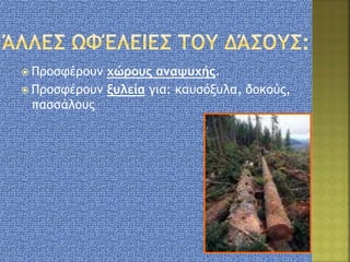  Προσφέρουν χώρους αναψυχής.
 Προσφέρουν ξυλεία για: καυσόξυλα, δοκούς,
πασσάλους
 