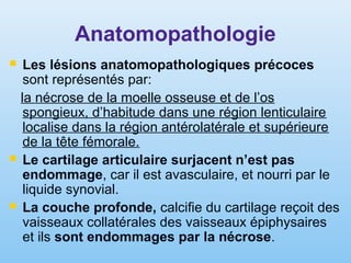 Anatomopathologie
 Les lésions anatomopathologiques précoces
sont représentés par:
la nécrose de la moelle osseuse et de l’os
spongieux, d’habitude dans une région lenticulaire
localise dans la région antérolatérale et supérieure
de la tête fémorale.
 Le cartilage articulaire surjacent n’est pas
endommage, car il est avasculaire, et nourri par le
liquide synovial.
 La couche profonde, calcifie du cartilage reçoit des
vaisseaux collatérales des vaisseaux épiphysaires
et ils sont endommages par la nécrose.
 