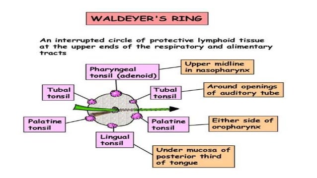 2. adenoid enlargement