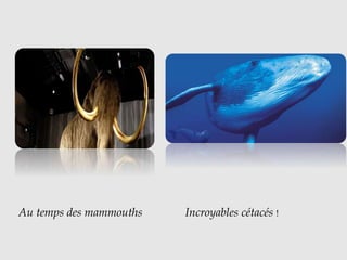 Au temps des mammouths Incroyables cétacés !
 