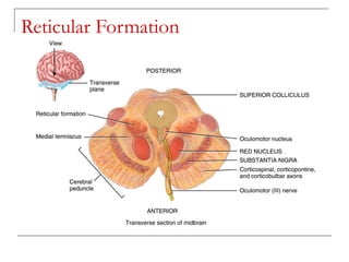 Pars Reticular 2.1 struktur & fisiologi sistem saraf pusat | PPT