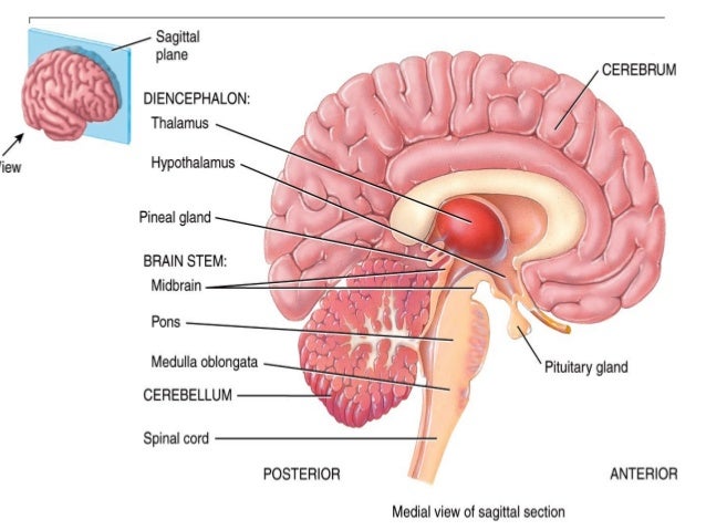 2 1 Struktur Fisiologi Sistem Saraf Pusat
