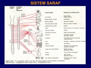 SISTEM SARAF
 